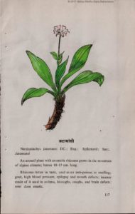 Jatamansi rhizome