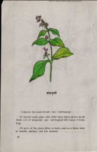 Sankhapuspi herb