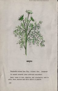 Satapuspa seed