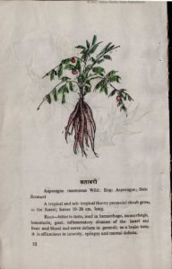 Shatavari root