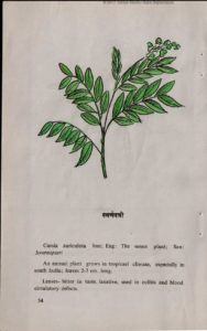 Swarnapatri leaf